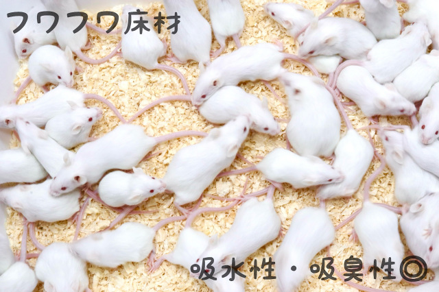 冷凍国産アダルトマウスMサイズ 10匹入り