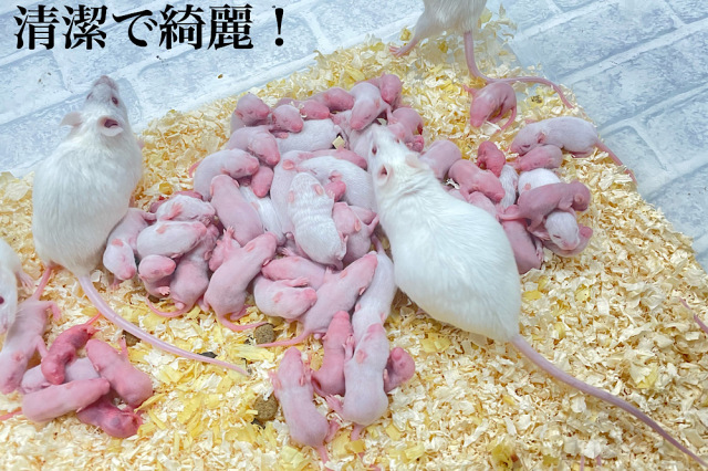 冷凍国産アダルトマウスMサイズ 10匹入り