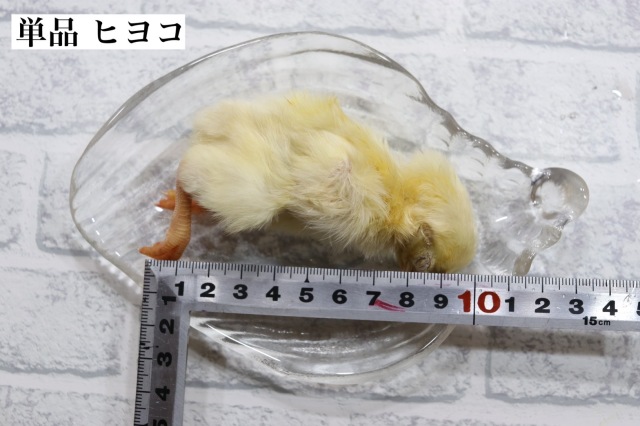 冷凍国産 新鮮なヒヨコ 250羽、300羽、350羽、400羽、510羽