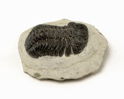 三葉虫 化石（母岩付） （アソート） No.14 | 神棚・神具の製造販売