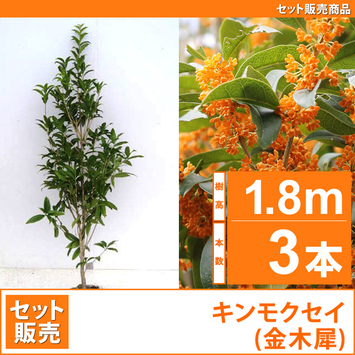 キンモクセイ （金木犀）