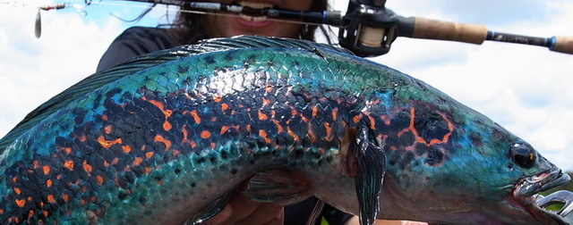 ボンバダ×ツララ ピメンタ55 （BOMBADA×TULALA Pimenta55） 【シーバス