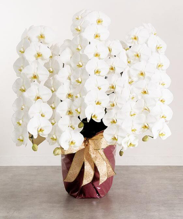 胡蝶蘭 白 蘭5本立ち70輪程度 生花｜お祝いギフトなら胡蝶蘭専門店