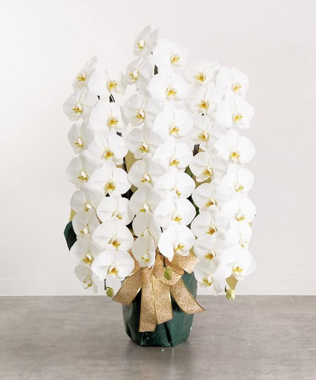 胡蝶蘭 白 3本立ち39輪程度 生花｜お祝いギフトなら胡蝶蘭専門店【らんや】