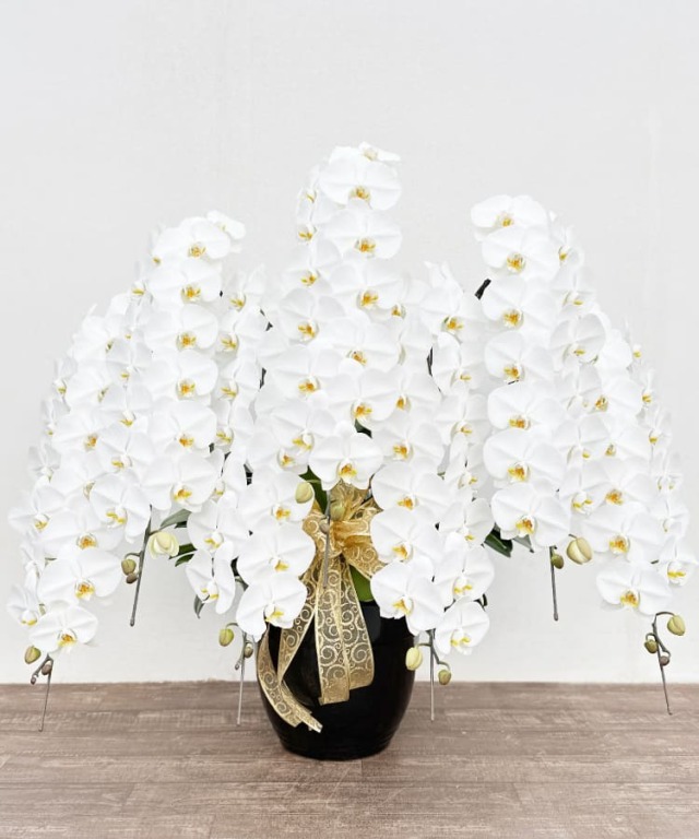 胡蝶蘭 特注 白 7本立ち 生花｜お祝いギフトなら胡蝶蘭専門店【らんや】