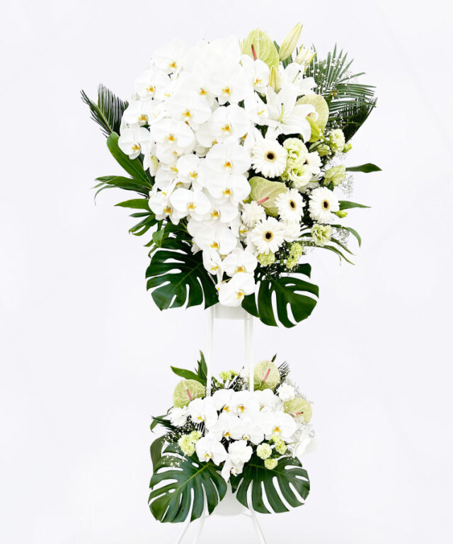 開店 祝い 花】 胡蝶蘭 高級スタンド /キャスケード（2段）ホワイト