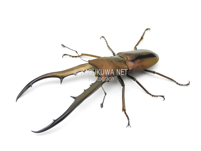 メタリフェルホソアカクワガタ ♂72－73mm ペア カブトムシ