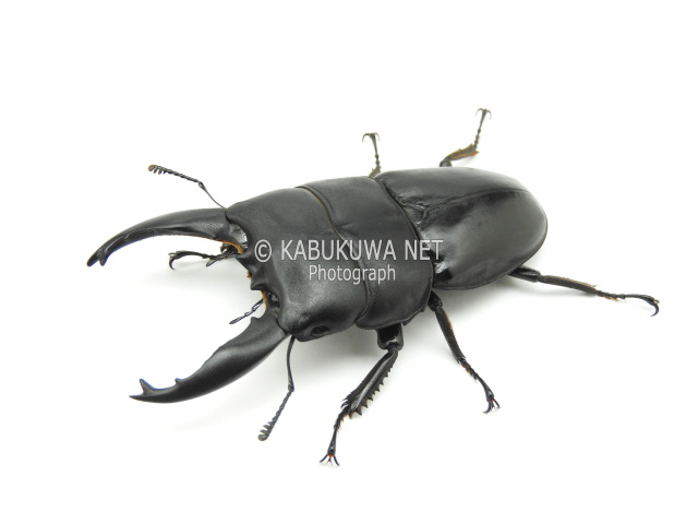 アルキデスヒラタクワガタ ♂60－69mm 短歯 ペア ベンクール