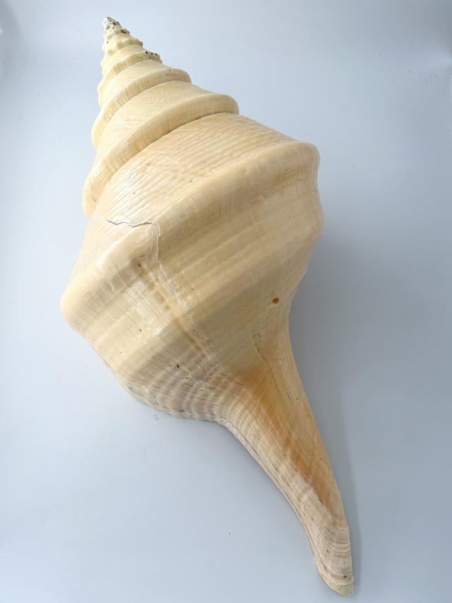 アラフラオオニシ磨きNO.2016【約51.5cm/約2700g/1個/現品】 En