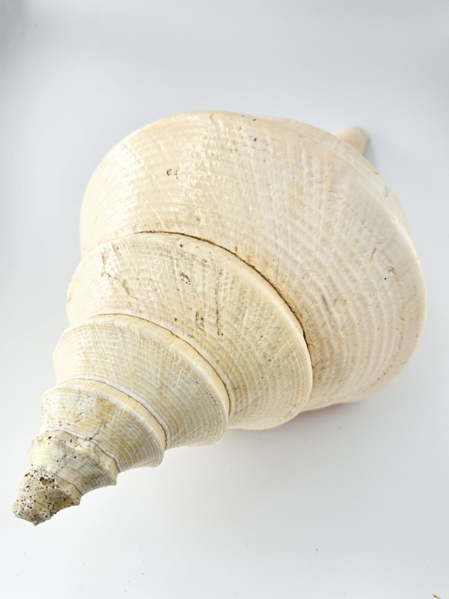 アラフラオオニシ磨きNO.2011【約46.5cm/約2750g/1個/現品】 En