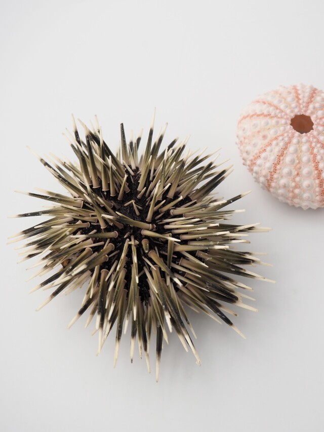 ピンクウーチン(ナガウニ)(トゲ・アリストテレスの提灯付き)【約6