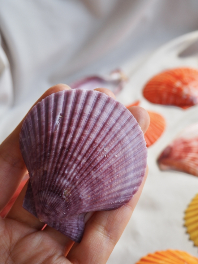 ヒオウギガイ-片面-ミックス【6cm前後/10枚入】[メール便可-4袋まで]En