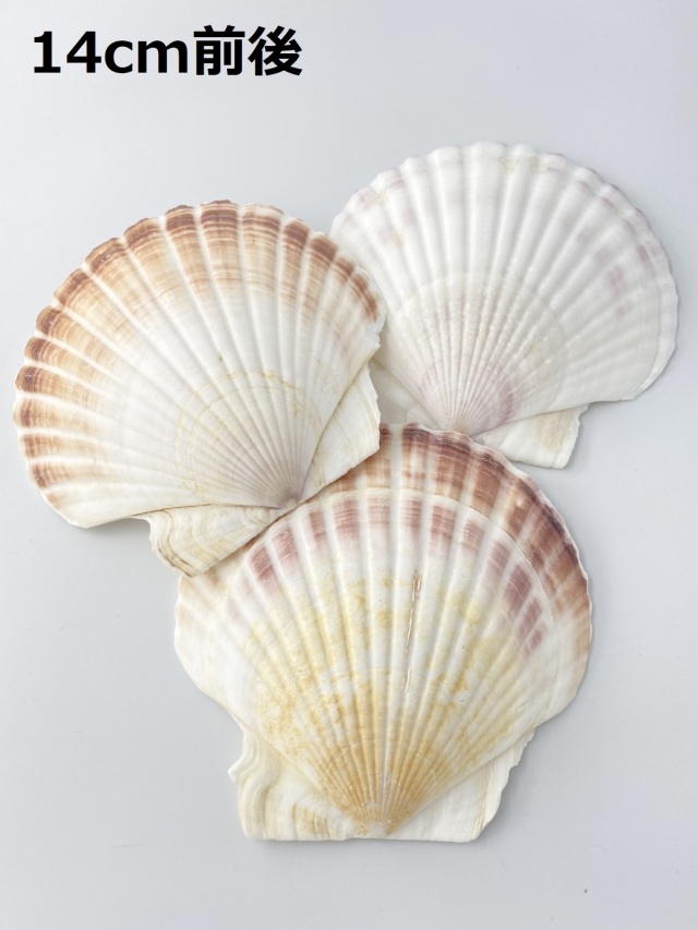 ホタテガイ【14cm前後/1枚】En: Japanese Scallop(size:14cm, per
