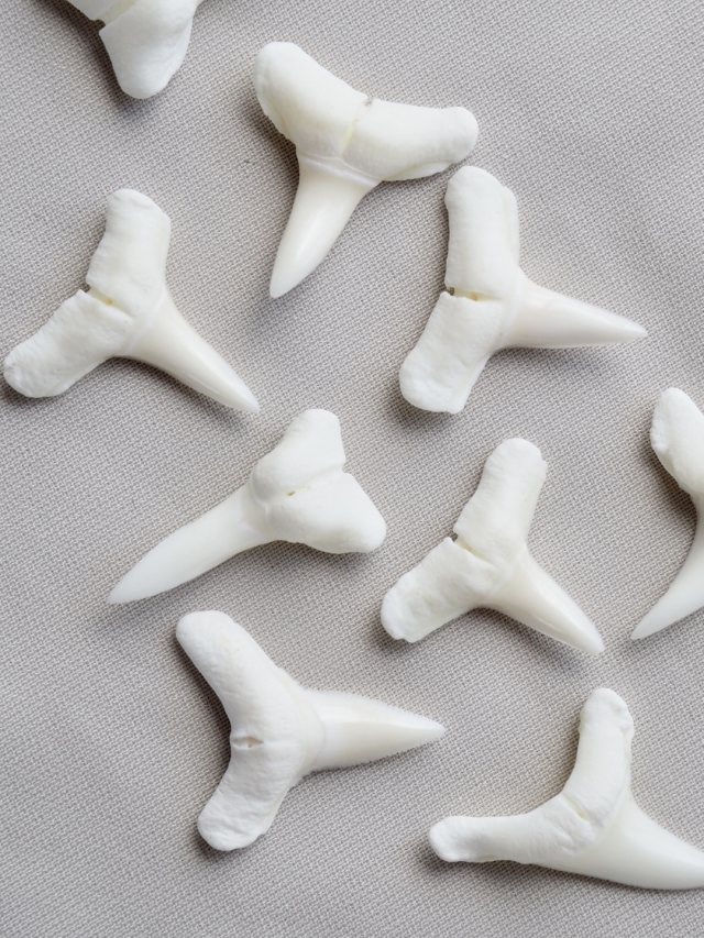 サメの歯-パターン1-【約0.8～1.4cm/5個】[メール便可] En: Shark