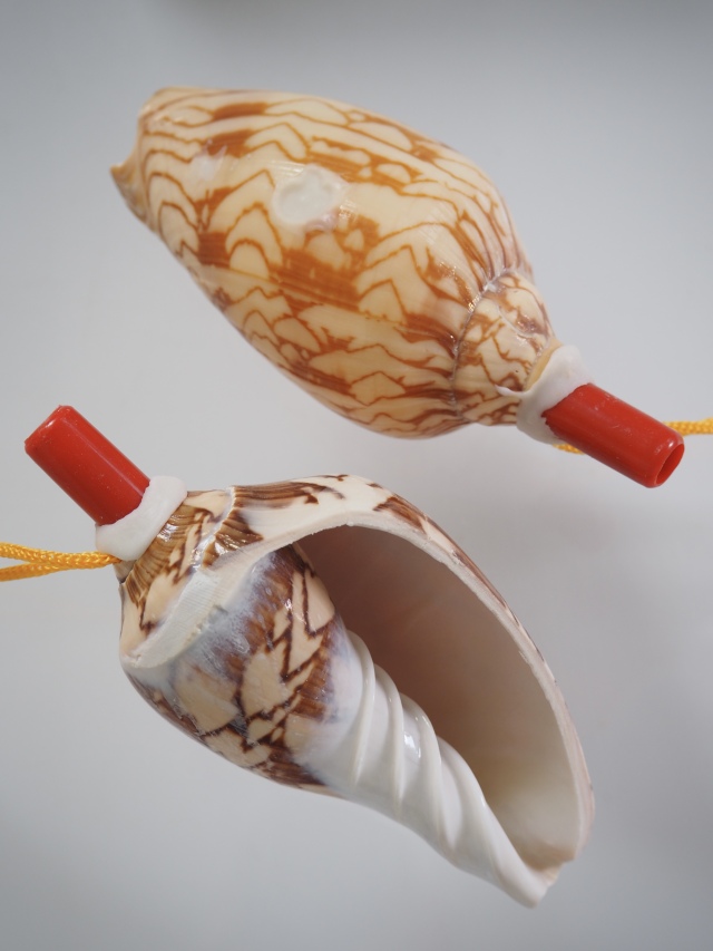 貝殻の標本 リュウグウボラ（ガクフボラ科） 貝殻の標本 リュウグウ