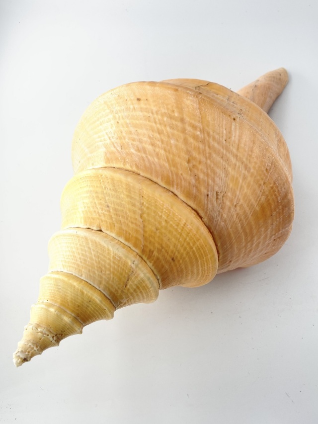 アラフラオオニシ磨きNO.2003【約47cm/約2150g/1個/現品】 En