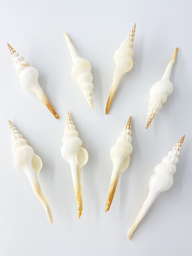 ホソニシ大【13cm以上/2本入】 En: Long-tailed Spindle (size:13cm up