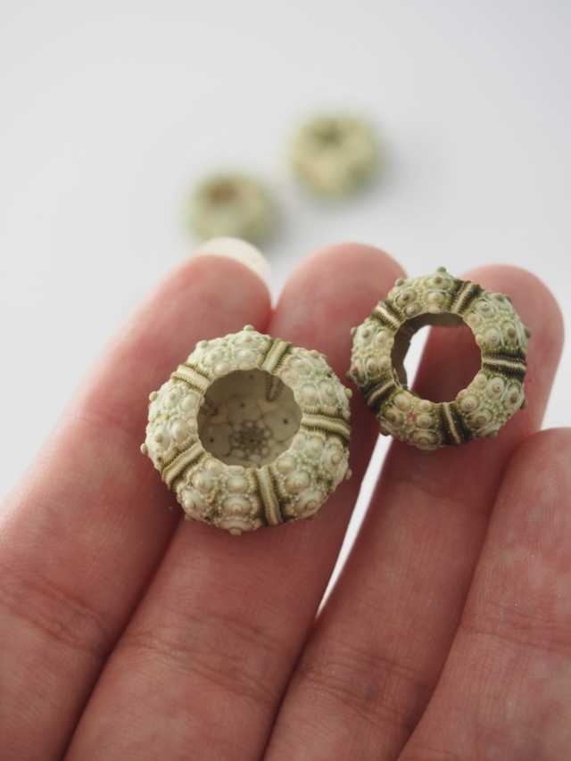 ストーンウーチン（フシザオウニ）-小-【約1.5～2.0cm/5個入】 貝殻