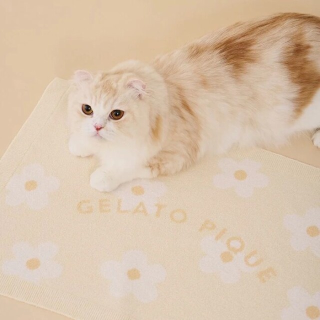 gelato pique スムーズィーフラワージャガードブランケット Pets-first