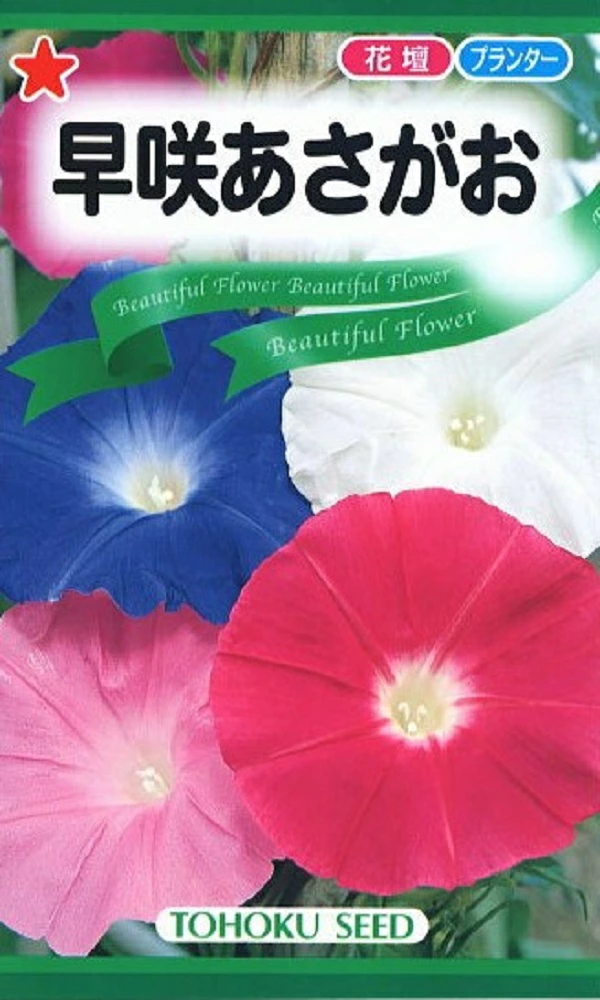 朝顔（あさがお） Morning Glory Gardener's Shop Ivy