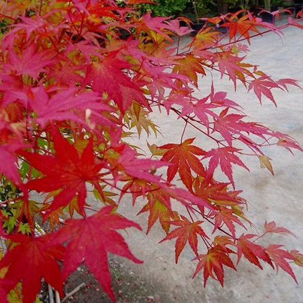 イロハモミジ 株立ち 樹高1.5～1.8m前後 (根鉢含まず)
