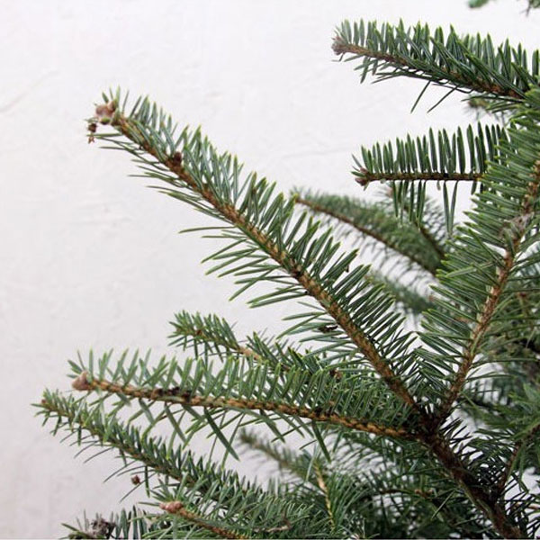 もみの木 (ウラジロモミ) 樹高1.0m前後 (根鉢含まず) クリスマスツリー