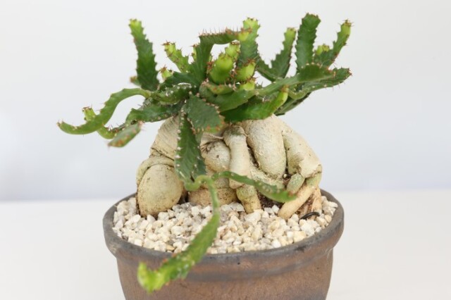 飛竜 輸入球 A3316☆ユーフォルビア ステラータ 多肉植物☆「送料無料