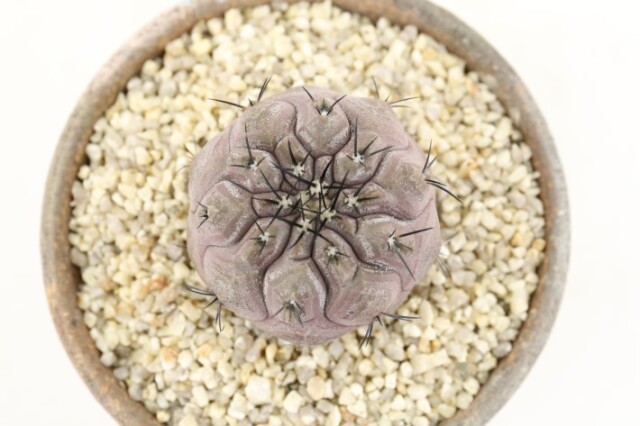 短刺黒王丸 輸入球 A3510☆コピアポア サボテン☆「送料無料」浦部陽向園