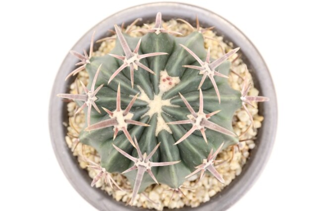 綾波 実生 A3688☆ホマロケファラ サボテン☆「送料無料」浦部陽向園