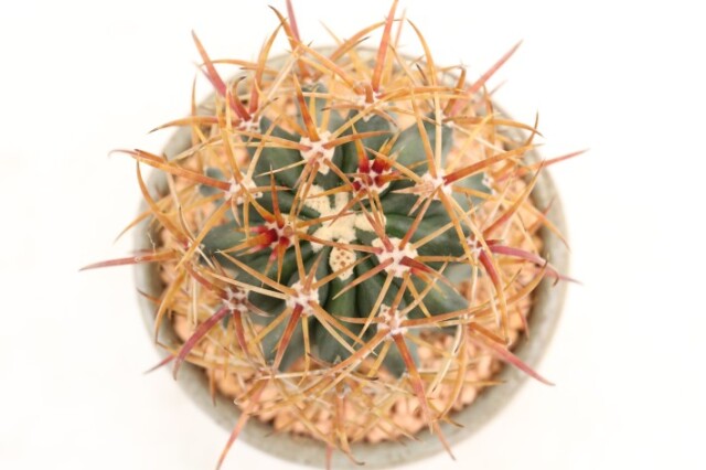 赤刺金冠竜 実生 A3621☆フェロカクタス サボテン☆「送料無料」浦部陽向園