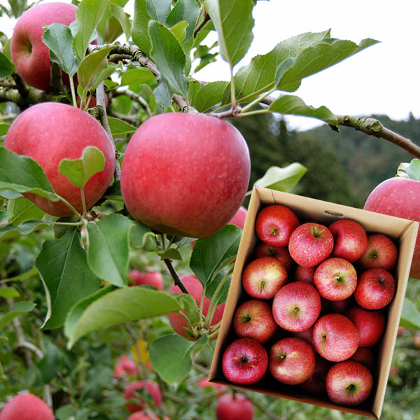 訳あり》堀農園の朝日町サンふじりんご約10kg(バラバラ詰)