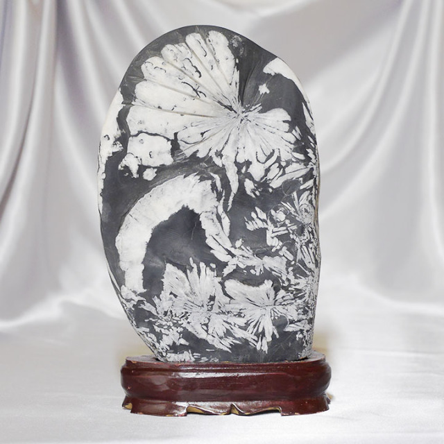 菊花石 No.227 【鑑賞用鉱石】高さ:約28cm 幅:約16cm 重さ:約4.0kg