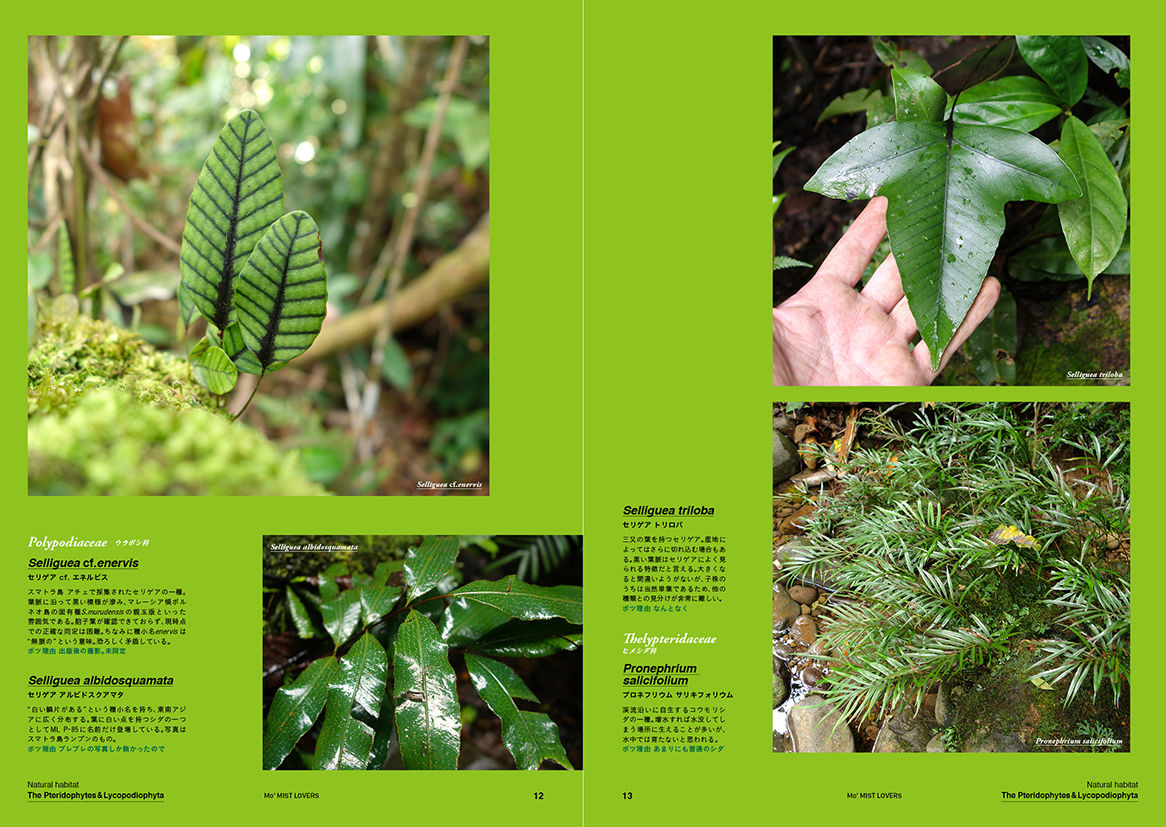 Mo' MIST LOVERS / KEISUKE HASE | STRAIGHT