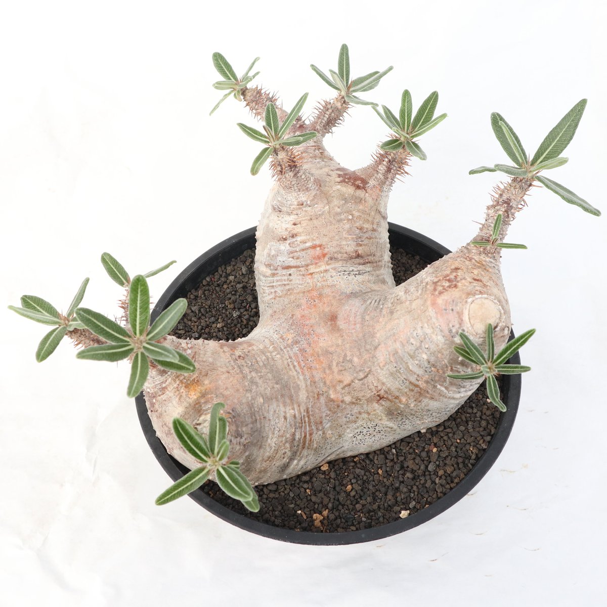 パキポディウム ブレビカリックス | mana's farm:塊根植物・アガベ