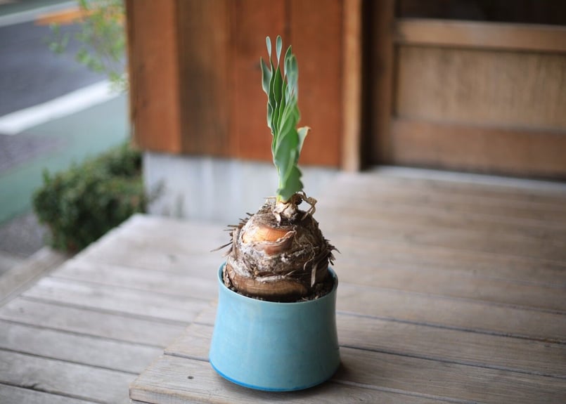 ブーファン Boophane | mana's farm:塊根植物・アガベ・ドライガーデン