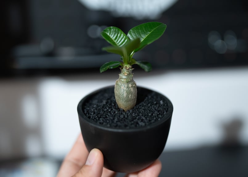 パキポディウム ウィンゾリー 沖縄実生株 | mana's farm:塊根植物