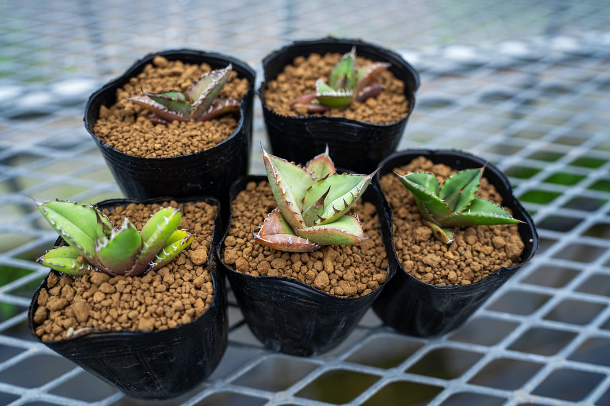 沖縄育ち アガベ実生スターターセット（5株） | mana's farm:塊根植物