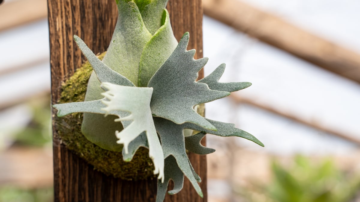 P. willinckii 'Jewel' (spore) | mana's farm:塊根植