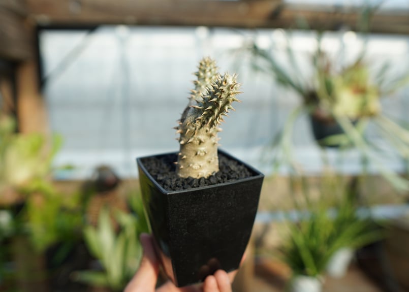 パキポディウム 伊藤ハイブリッド | mana's farm:塊根植物・アガベ