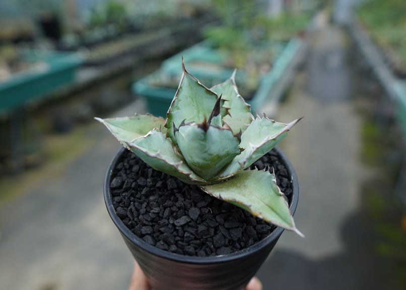 アガベ チタノタ ブルー agave titanota Blue | mana's farm: