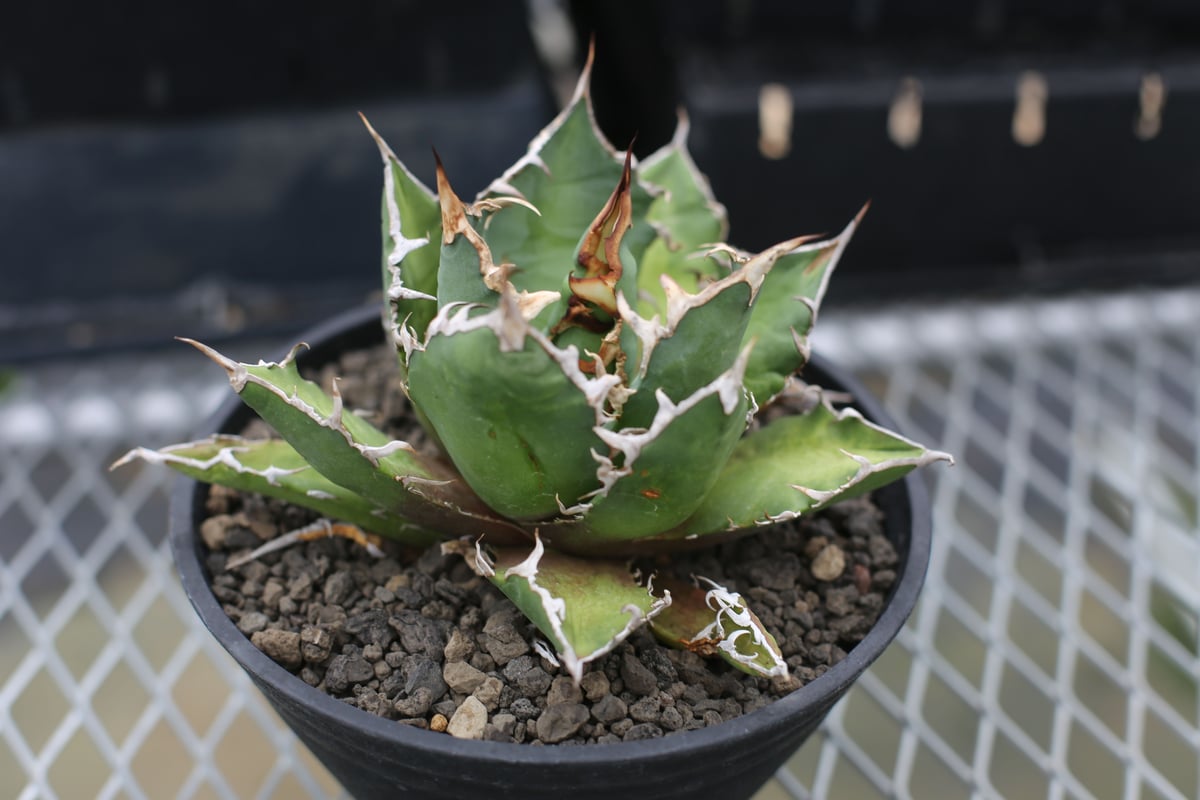 アガベ チタノタ オテロイ | mana's farm:塊根植物・アガベ・ドライ