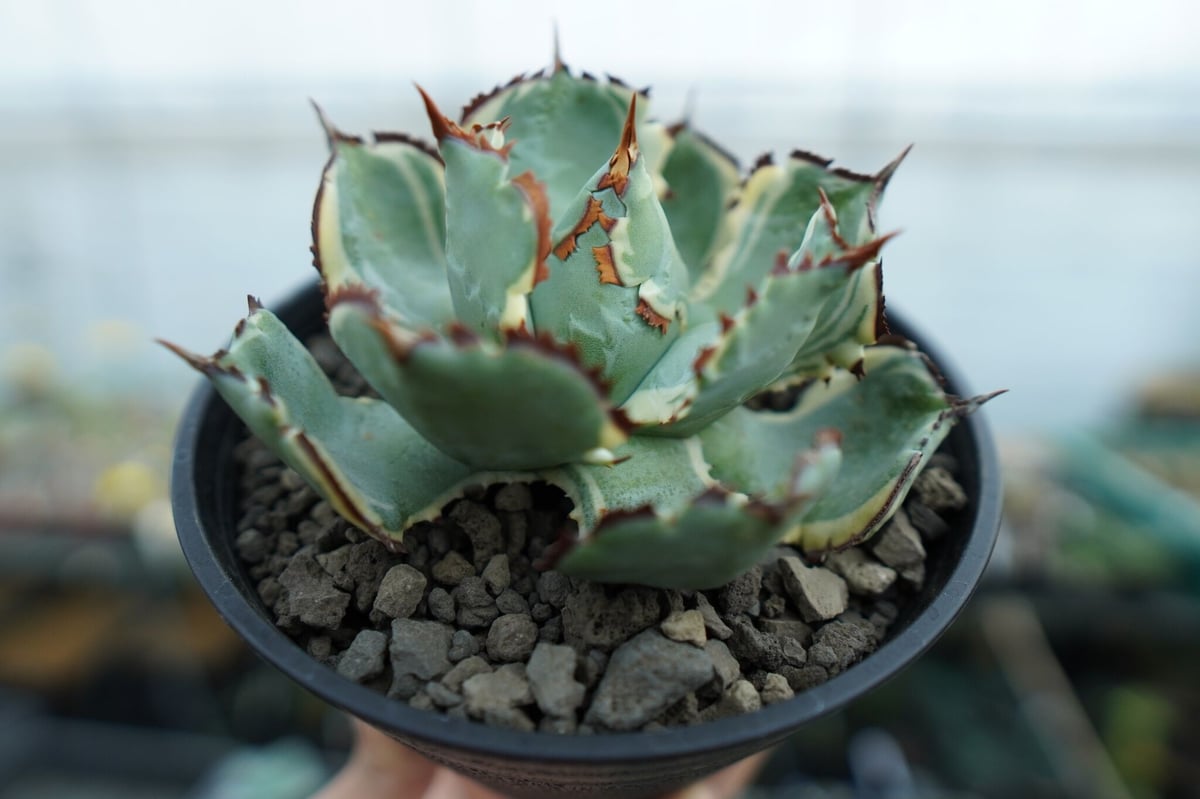 アガベ 兜蟹錦 連棘 Agave isthmensis “Kabutogani” varieg