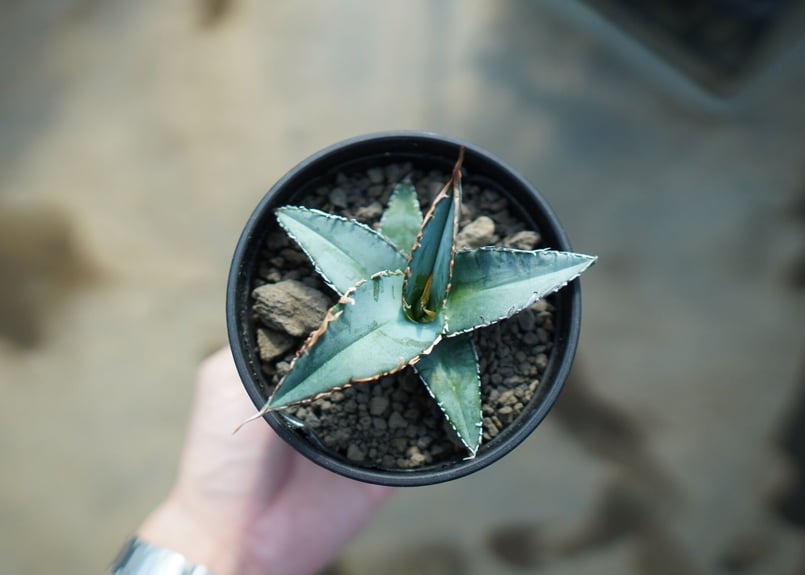 アガベ オテロイ agave oteroi No.1 | mana's farm:塊根植物・ア