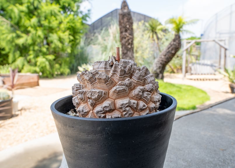 長谷川園芸産】亀甲竜 Dioscorea elephantipes 6寸 | mana's