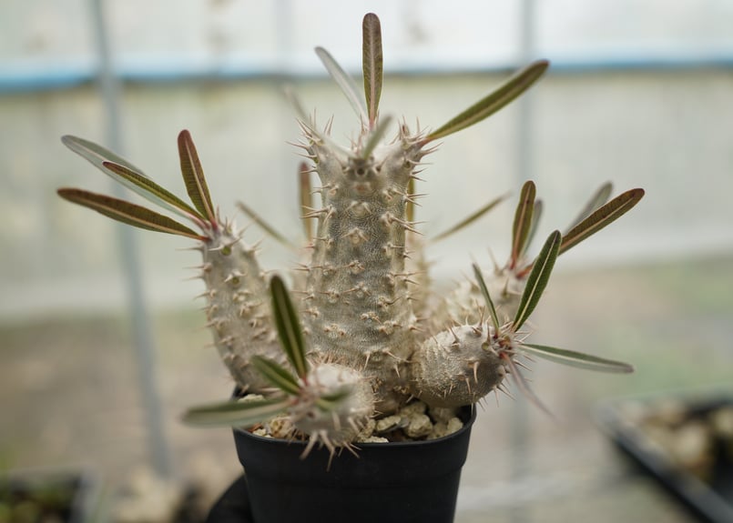 パキポディウム カクチペス 沖縄実生 | mana's farm:塊根植物・アガベ