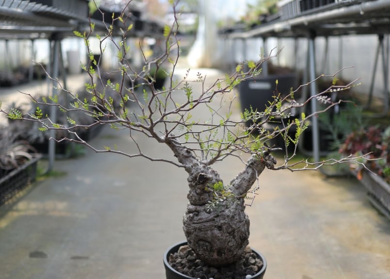 オペルクリカリア パキプス《2》 | mana's farm:塊根植物・アガベ