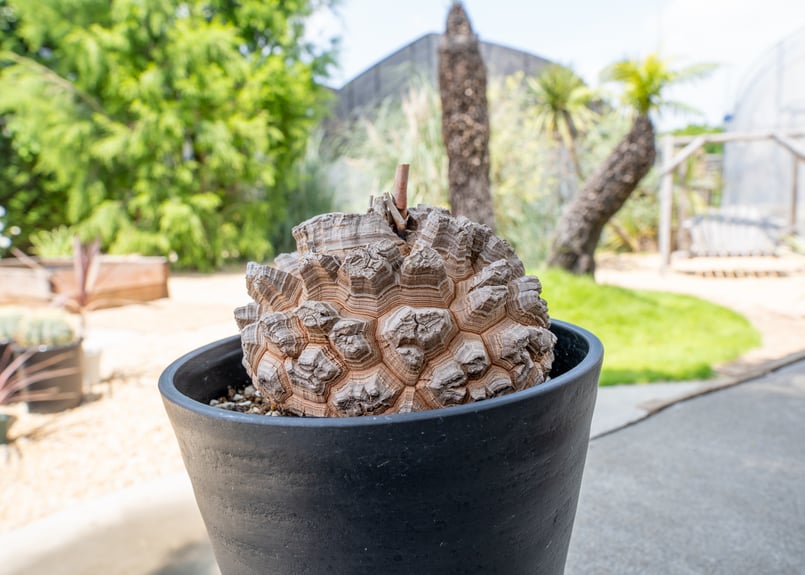 長谷川園芸産】亀甲竜 Dioscorea elephantipes 6寸 | mana's