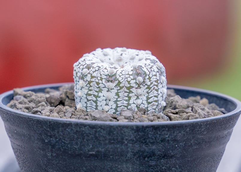 アストロフィツム スーパー兜 | mana's farm:塊根植物・アガベ・ドライ