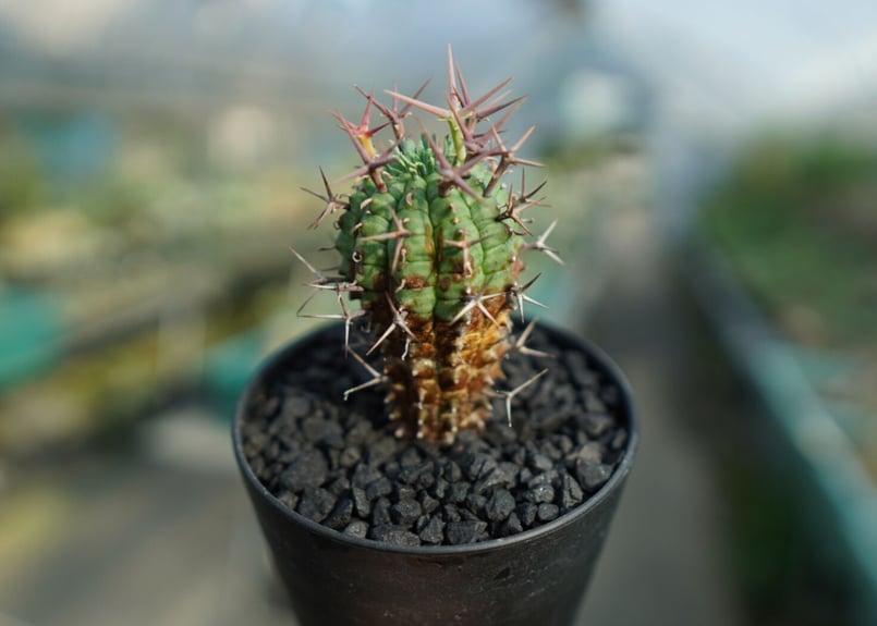 ユーフォルビア 群星冠 Euphorbia stellispina No.1 | mana'