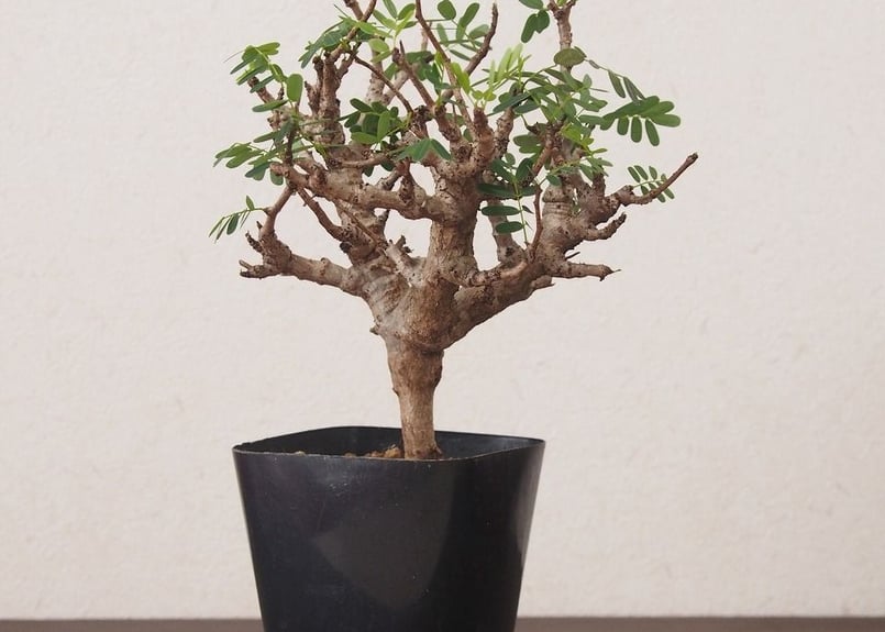 センナ メリディオナリス Senna meridionalis no.2 | mana's f